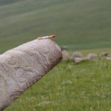 Hirschstein, Mongolei - August  2016 - Kurt