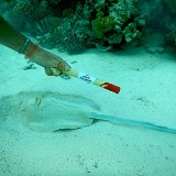 Rotes Meer -  November  2016 - Chiara