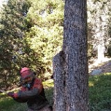 Baum - Hochw. Johann Oberhammer - 2021