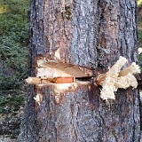 Baum - Hochw. Johann Oberhammer - 2021