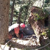 Baum - Hochw. Johann Oberhammer - 2021