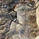 Kosmogramme - Kalkstein - Novigrad Kroatien - 2017