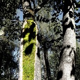 "Öffnung" - Land Art Installation - Kühbergl - Bruneck, 16